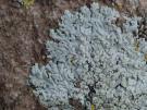 Physcia erumpens (licheen)