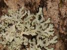 Heterodermia galactophilla (licheen)