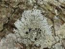 Pyxine cocous (licheen)