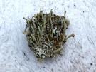 Cladonia subradiata (licheen)