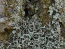 Heterodermia lutescens (licheen)