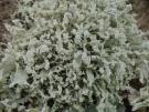 Ramalina capitata var digitellata (licheen)