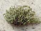 Ramalina capitata var digitellata (licheen)