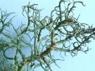 Biatoropsis Hafellneri (licheen parasiet)