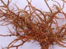 Usnea rubicunda (licheen)