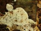 Sarcospora multispora (buisjeshoutzwam)